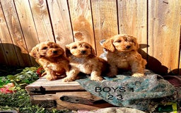Cockapoo dogs for sale: Quality F1 Cockapoo Puppies  - Image 1