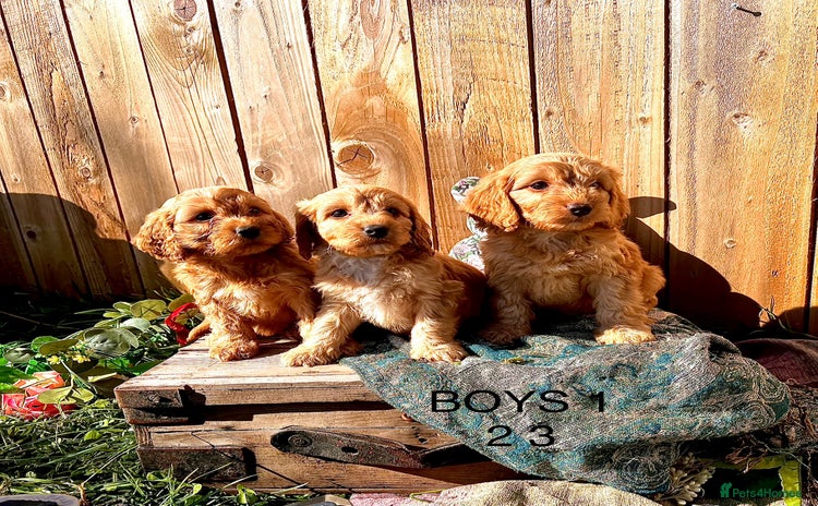 Cockapoo dogs - Advert 5