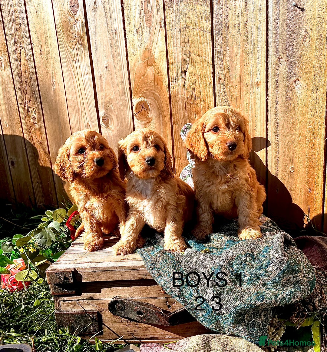 Cockapoo dogs for sale: Quality F1 Cockapoo Puppies  - Image 1