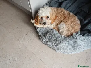 Cavapoo dogs Dexter - Advert 2