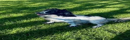 Sprocker dogs for sale: Beautiful Blue Roan Sprocker pups available.  - Advert 11