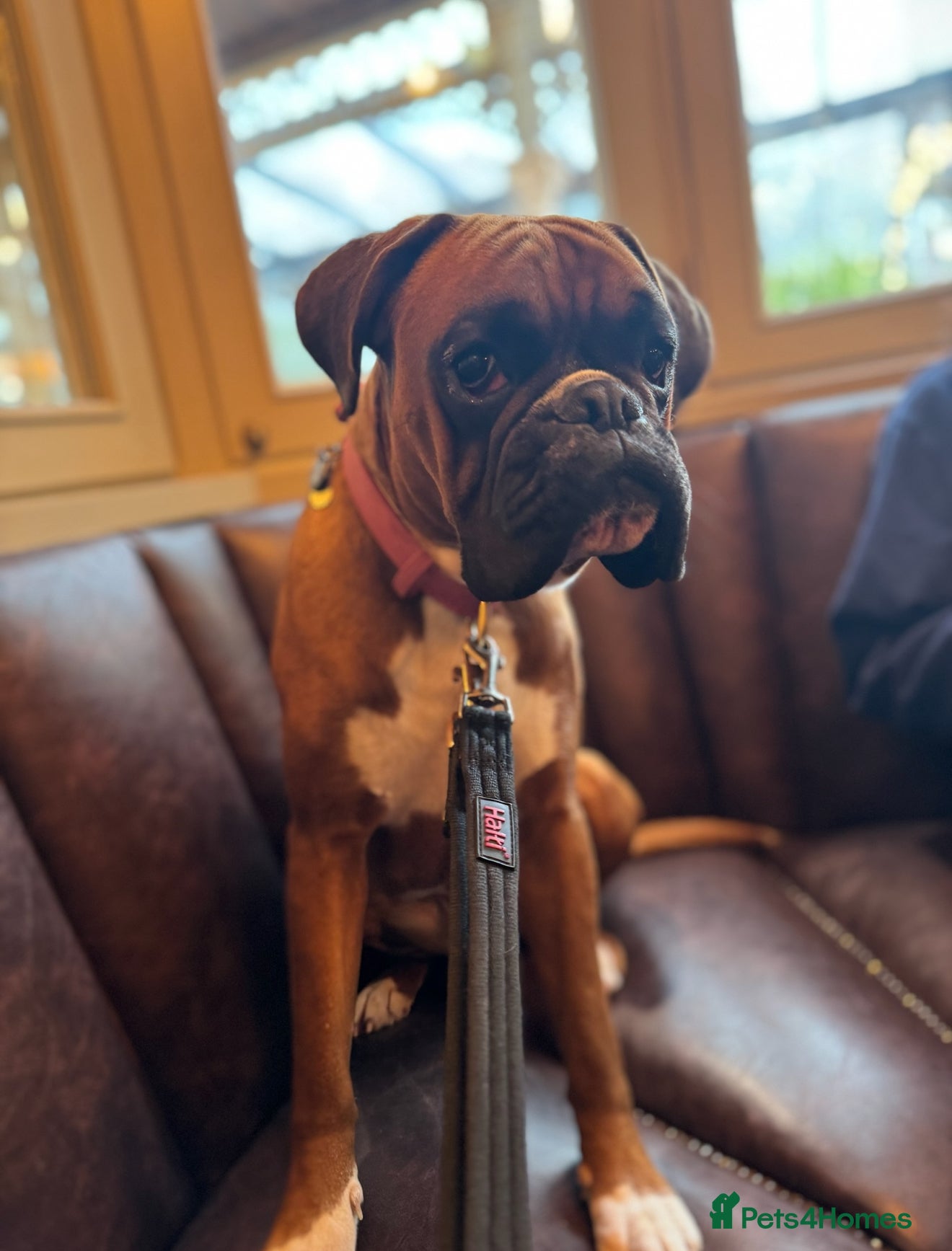 Boxer dogs Bouncy Boxer Beau - Advert 3