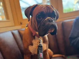 Boxer dogs Bouncy Boxer Beau - Advert 3