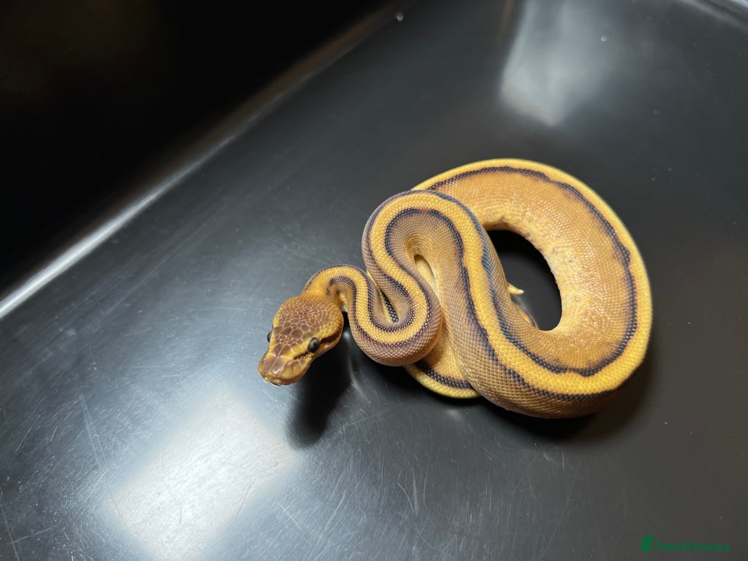 Python Snake reptiles for sale: Pastel Enchi Het.Sunset Royal(ball) Python in Hull - Image 1