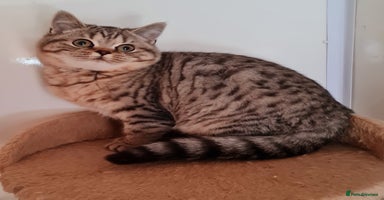 British Shorthair cats - Advert 8