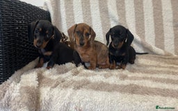 Miniature Dachshund dogs for sale: Beautiful Dachunds ready now  - Image 9