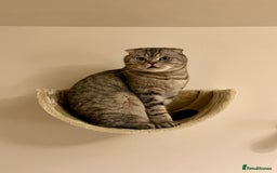 Scottish Fold cats for sale: Loving home wanted for 2 Scottish Fold boys - Image 7