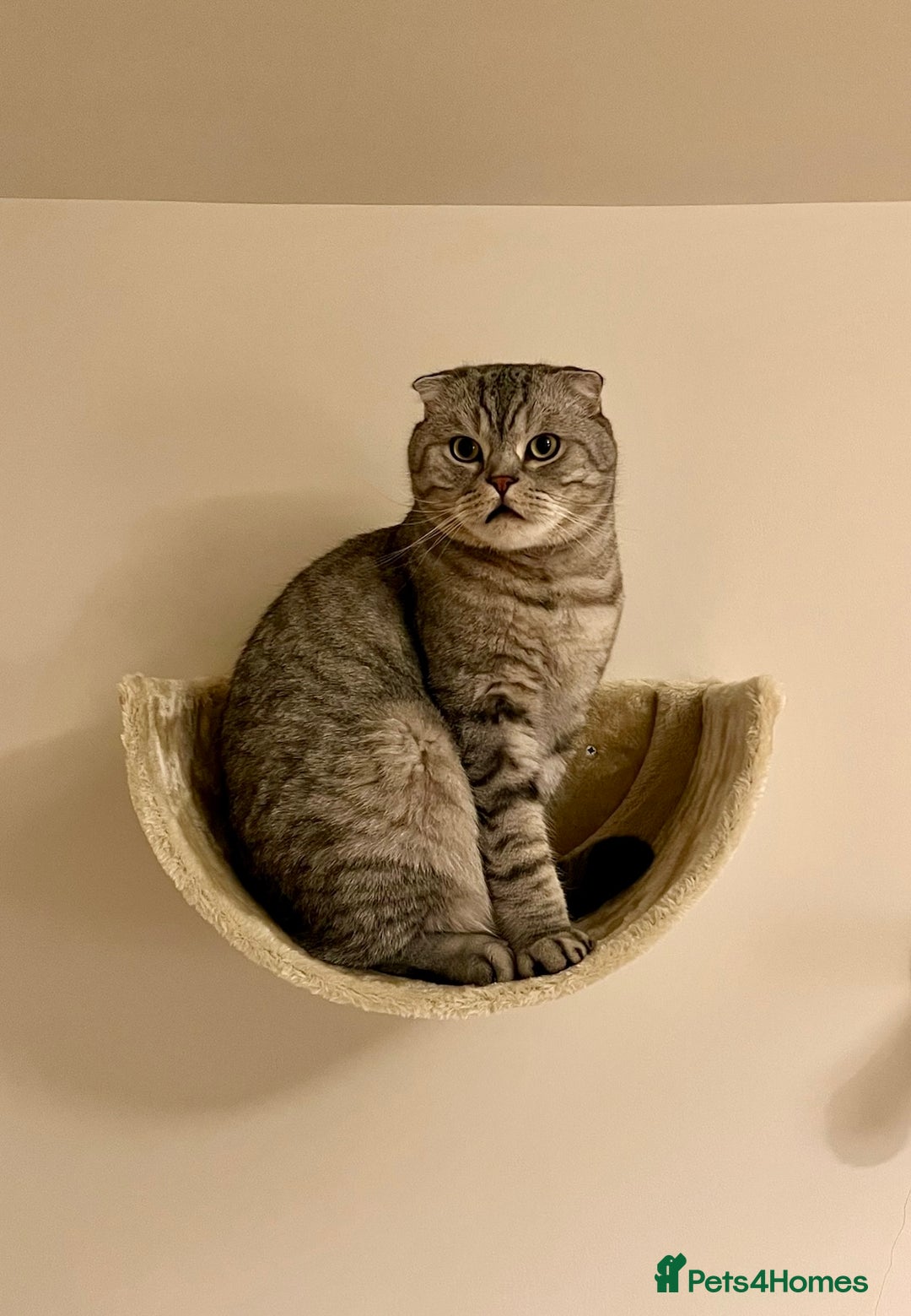 Scottish Fold cats for sale: Loving home wanted for 2 Scottish Fold boys - Image 7