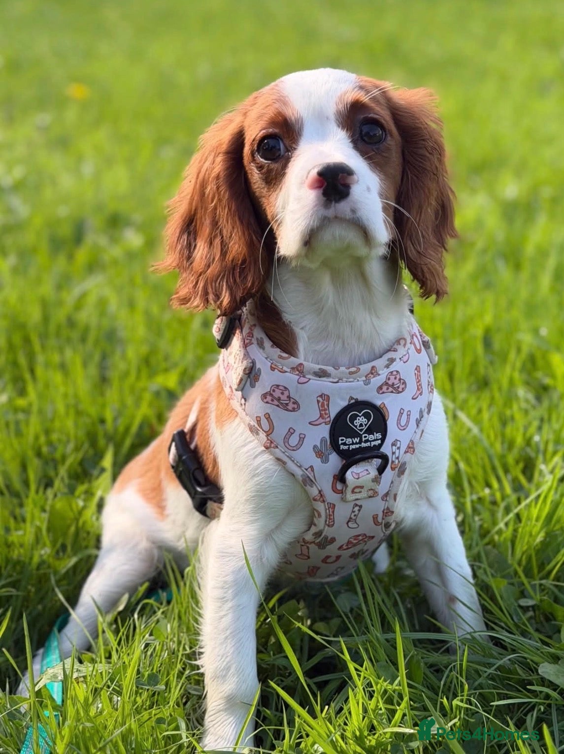Cavalier King Charles Spaniel dogs DNA CAVALIER PUPPIES - Advert 1