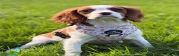 Cavalier King Charles Spaniel dogs for sale: DNA CAVALIER PUPPIES - Advert 3