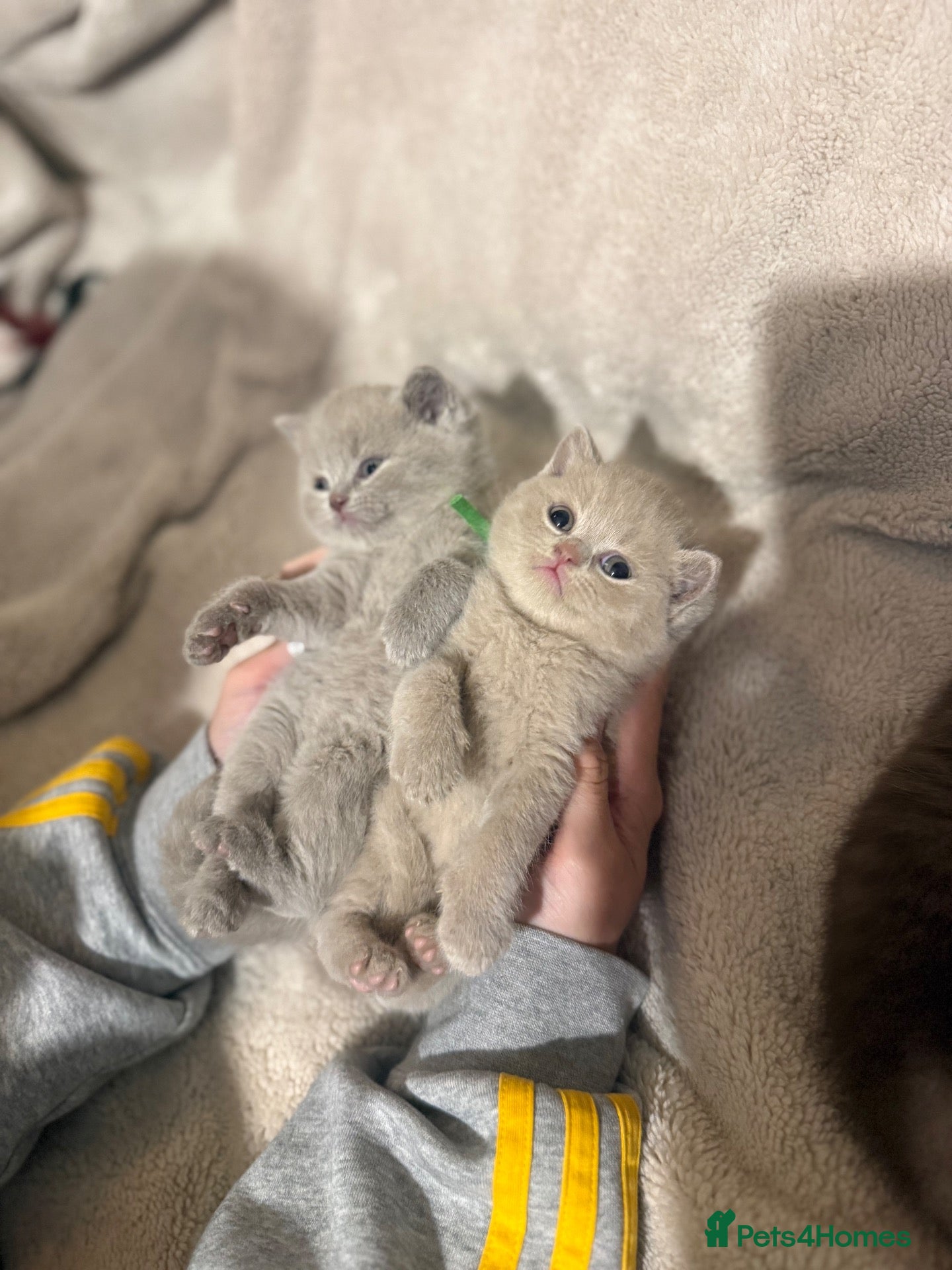 British Shorthair cats Grand Champion Line British Shorthair Kittens - Advert 1