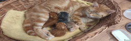 Mixed Breed cats for sale: 3 adorable kittens ready for their new home - Advert 5