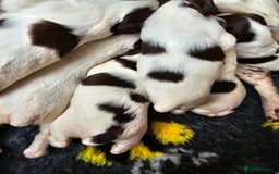 English Springer Spaniel dogs for sale: Top-Quality Working Springer Spaniel Puppies  - Image 3