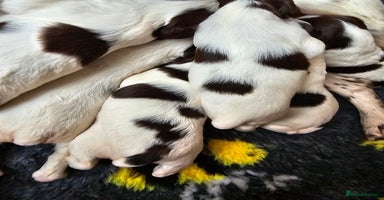 English Springer Spaniel dogs - Advert 2