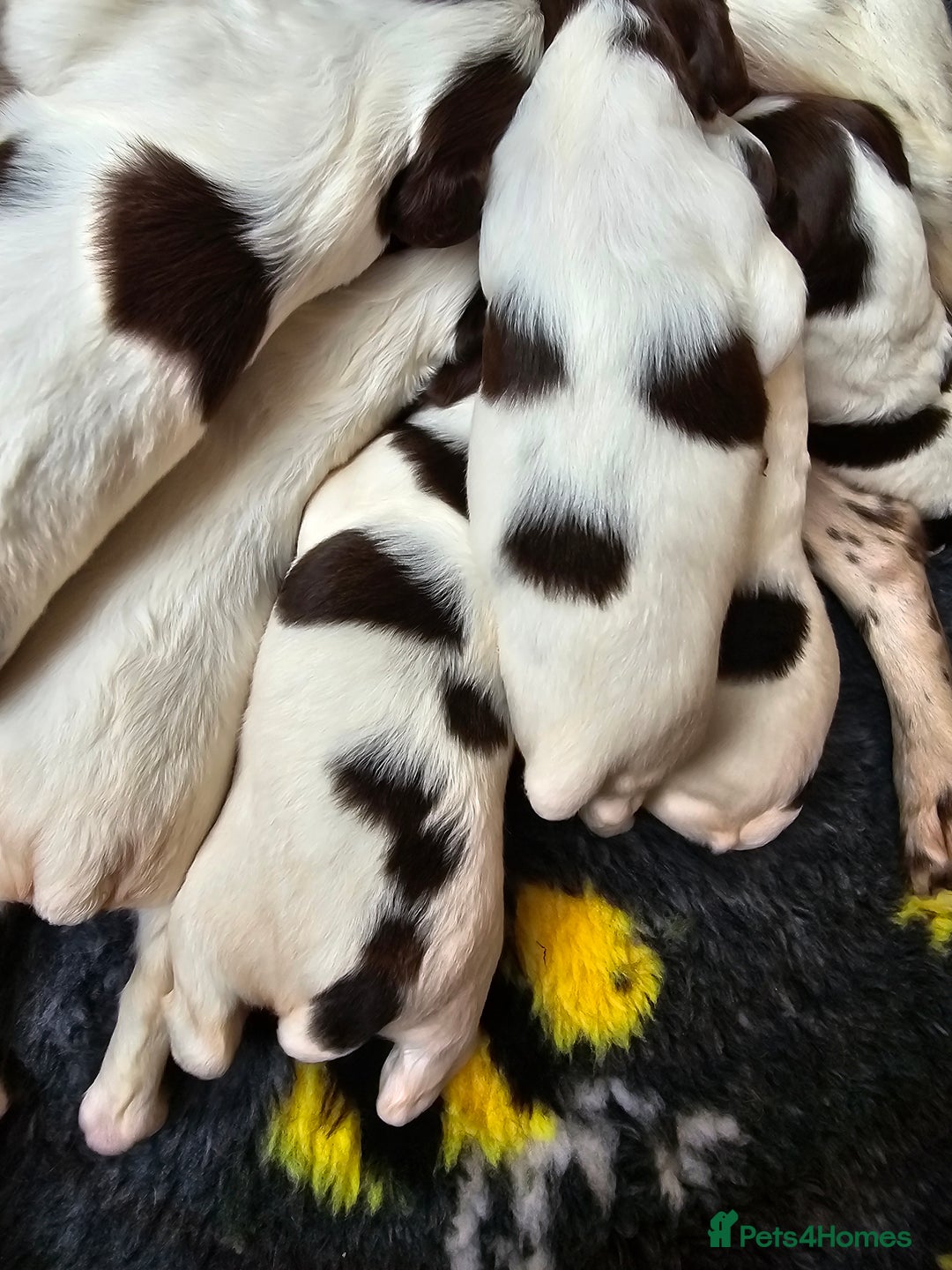 English Springer Spaniel dogs for sale: Top-Quality Working Springer Spaniel Puppies  - Image 3