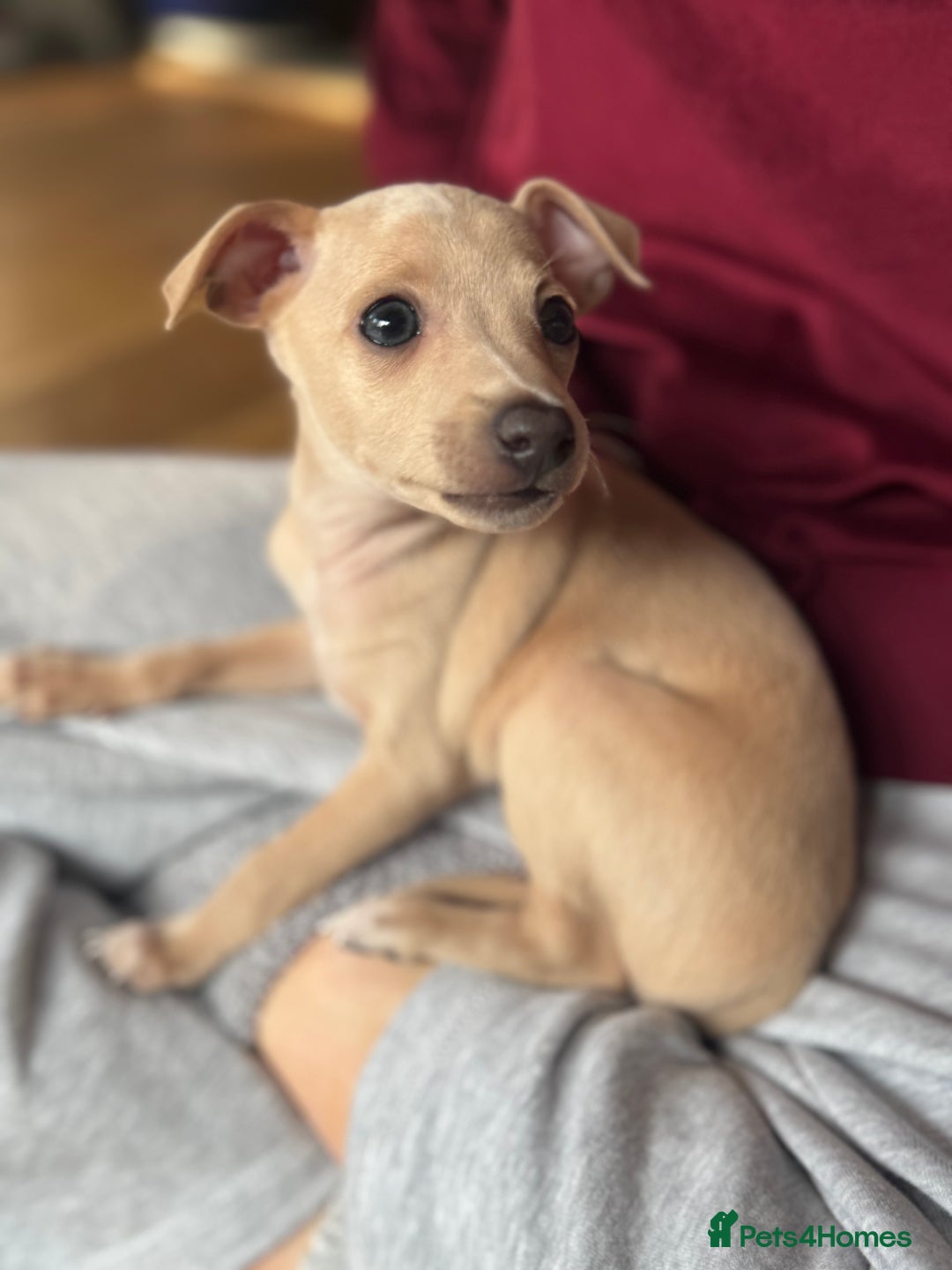 Italian Greyhound dogs for sale: Stunning Tiny Cream Boy  - Image 7