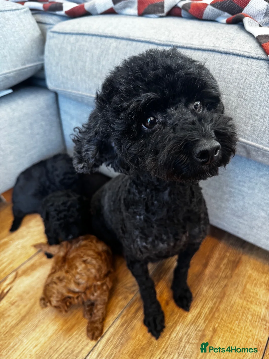 Toy Poodle dogs for sale: Beautiful Toy Poodle Puppies All Girls For Sale - Advert 15
