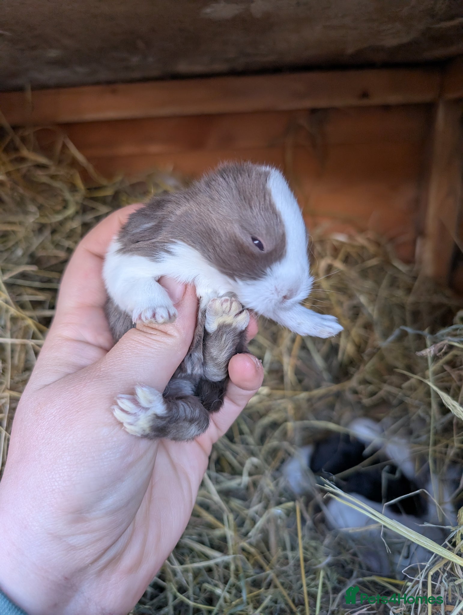 Mini Lop rabbits Mini plush lops - Advert 9