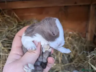 Mini Lop rabbits Mini plush lops - Advert 9