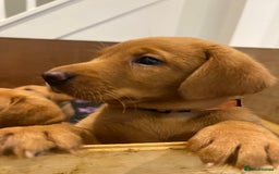 Labrador Retriever dogs for sale: Fox Red Labradors Puppies for Sale - Image 1