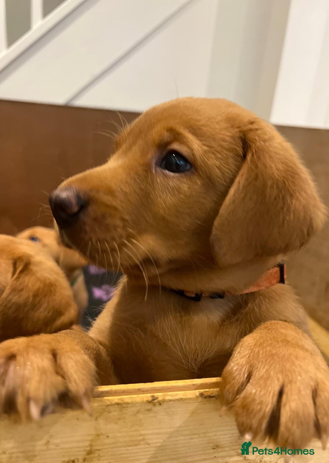 Labrador Retriever dogs for sale: Fox Red Labradors Puppies for Sale - Image 1
