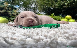 Cane Corso dogs for sale: Exceptional litter, Italian Cane Corsos, ICCF Peds - Image 3