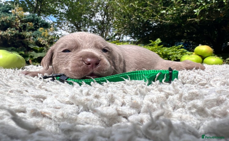 Cane Corso dogs - Advert 4