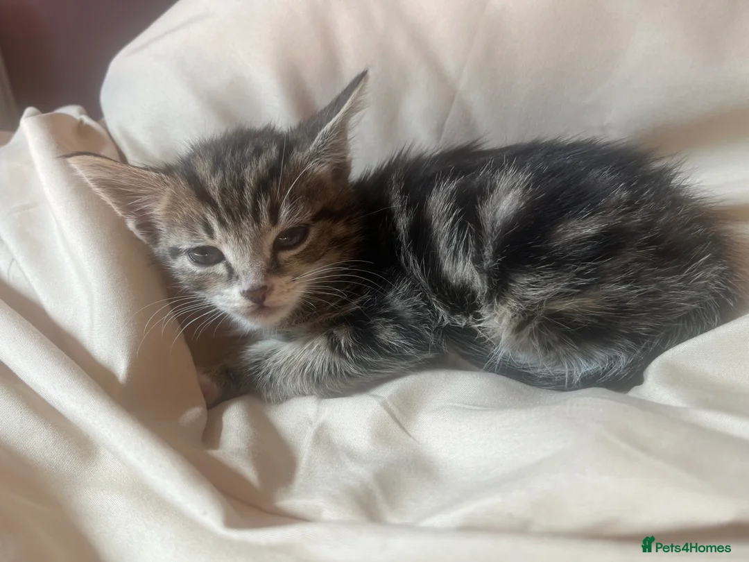 Mixed Breed cats for sale: Kittens for sale - Advert 2