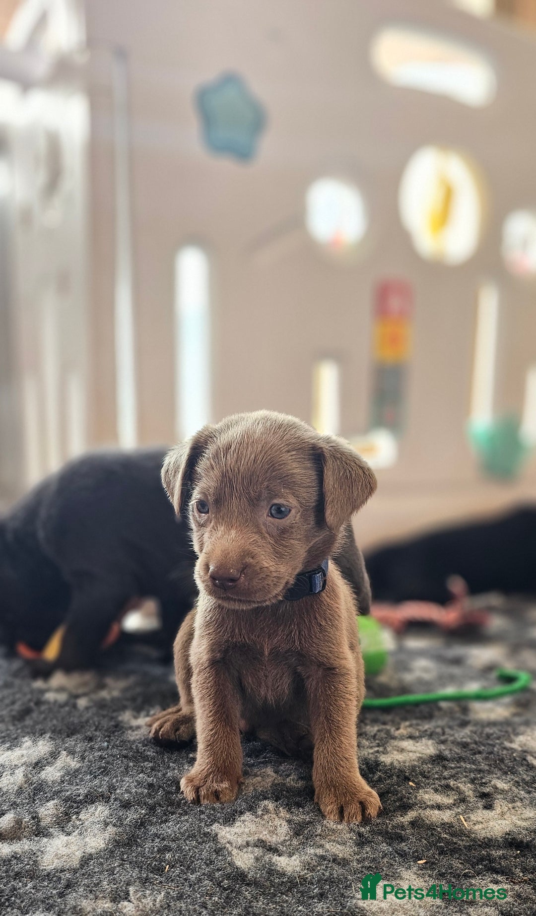 Labrador Retriever dogs for sale: THE LAST 4 KC HEALTH TESTED LABS READY TO NOW.  - Image 26