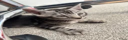Bengal cats for sale: Tica registered male silver charcoal kitten  - Advert 6