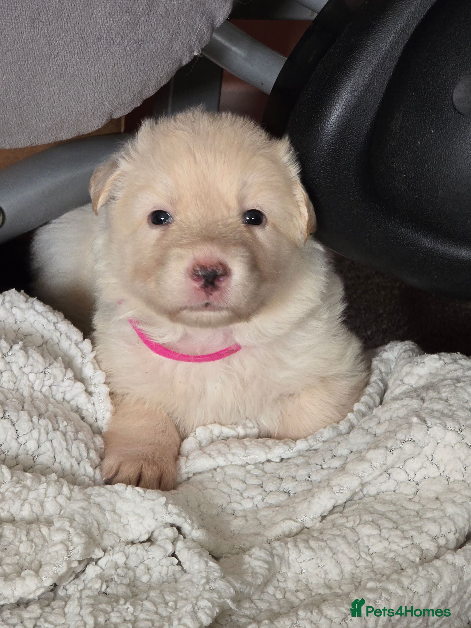 German Shepherd dogs Proud to Announce Lunas beautiful first litter 💕 - Advert 15
