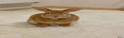 Mixed Breed rabbits for sale: Rabbits for sale  in Leighton Buzzard - Advert 2