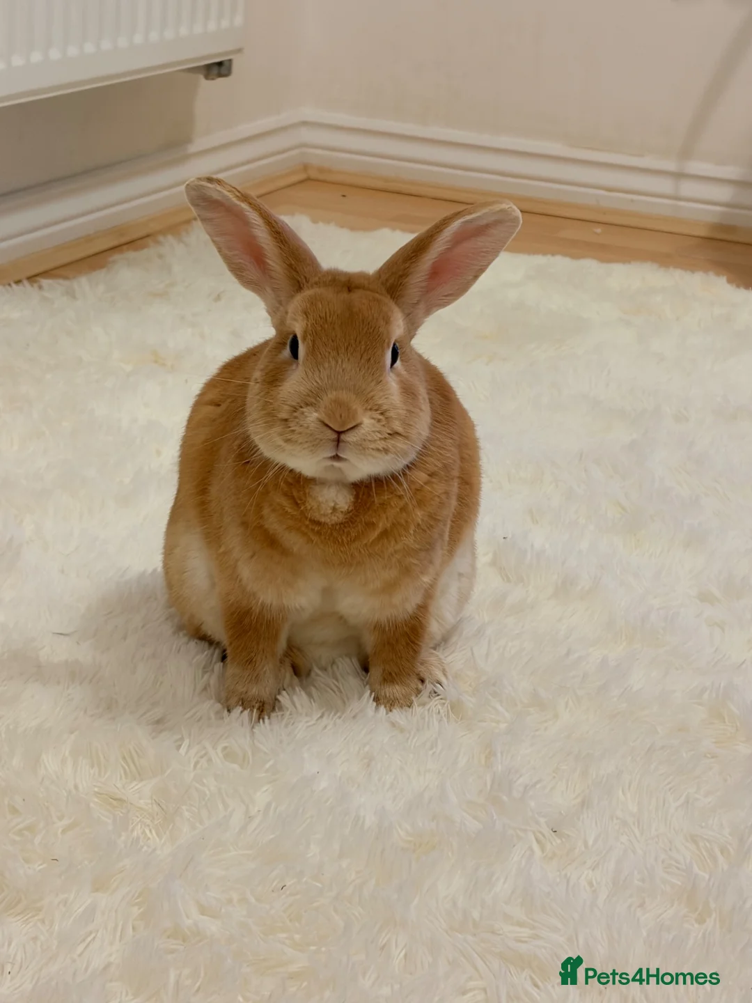 Mixed Breed rabbits for sale: Rabbits for sale  in Leighton Buzzard - Advert 2