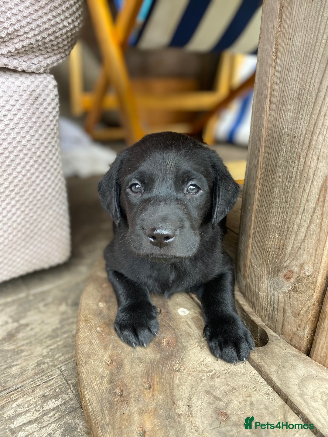 Labrador Retriever dogs for sale: Stunning Labrador Puppies - Image 13