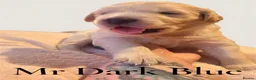 Golden Retriever dogs for sale: KC Registered Golden Retriever puppies - Advert 9