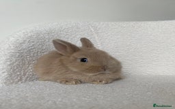 Mini Lop rabbits for sale: Mini lop cross Netherland dwarf  - Image 3