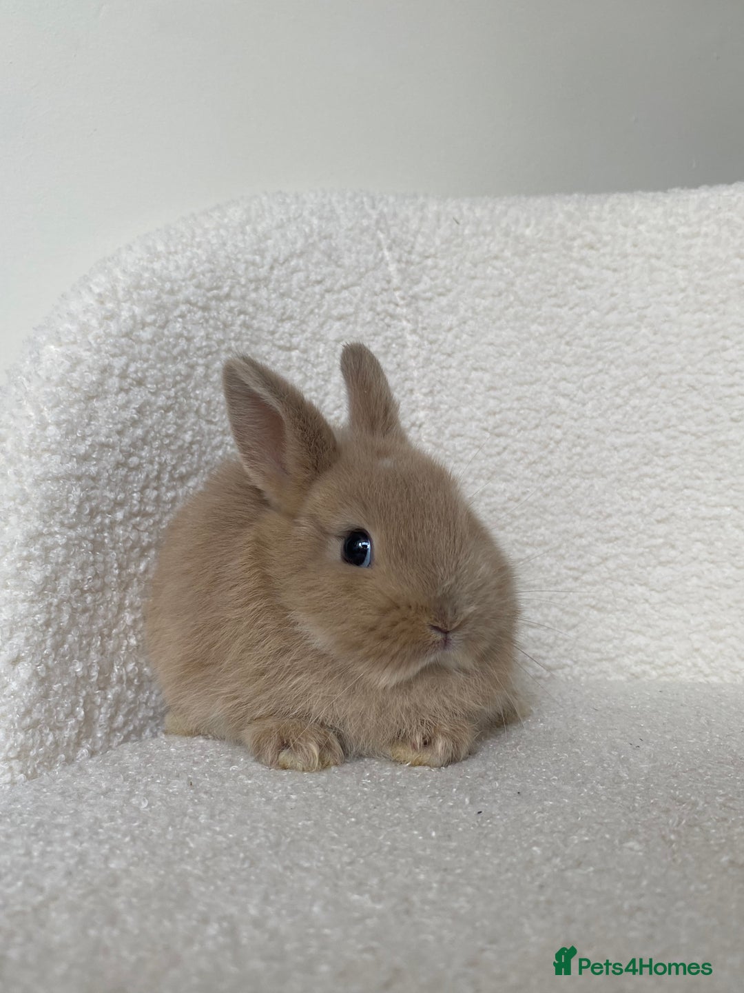Mini Lop rabbits for sale: Mini lop cross Netherland dwarf  - Image 3