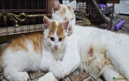 Domestic Shorthair cats for sale: Mom and kitten for sale - Image 1