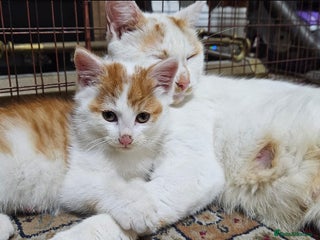 Domestic Shorthair cats for sale - Advert 1