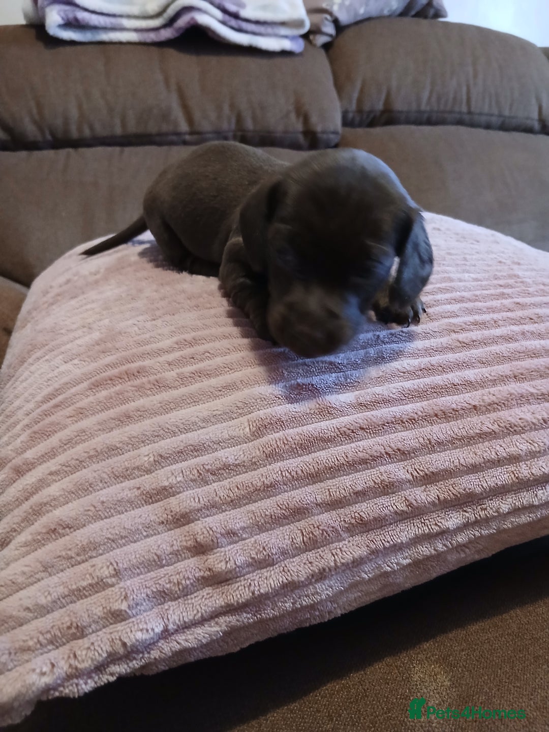 Miniature Dachshund dogs for sale: Miniature dachshunds  - Advert 6