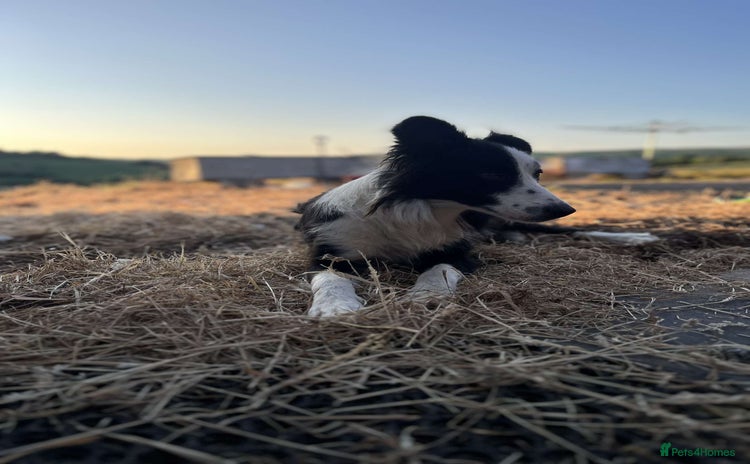 Border Collie dogs - Advert 2