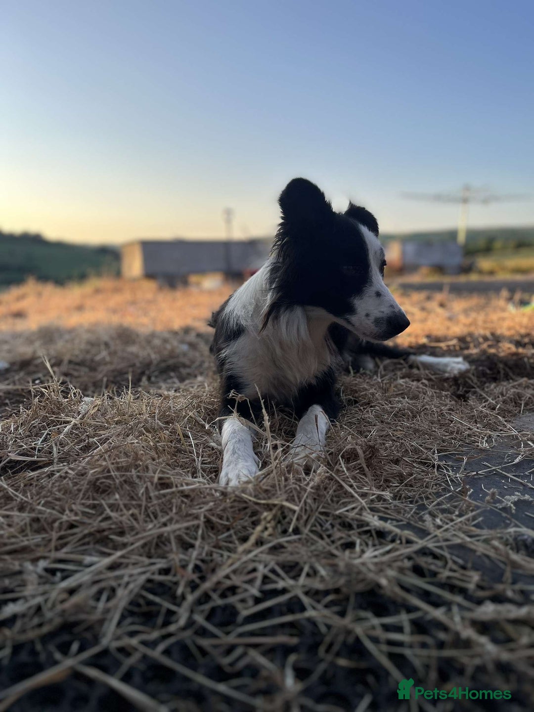 Border Collie dogs for sale: Border collie Jess - Image 1
