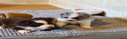 Australian Shepherd dogs for sale: Blue-Eyed Australian Shepherd Puppies Available in Welwyn Garden City - Advert 9