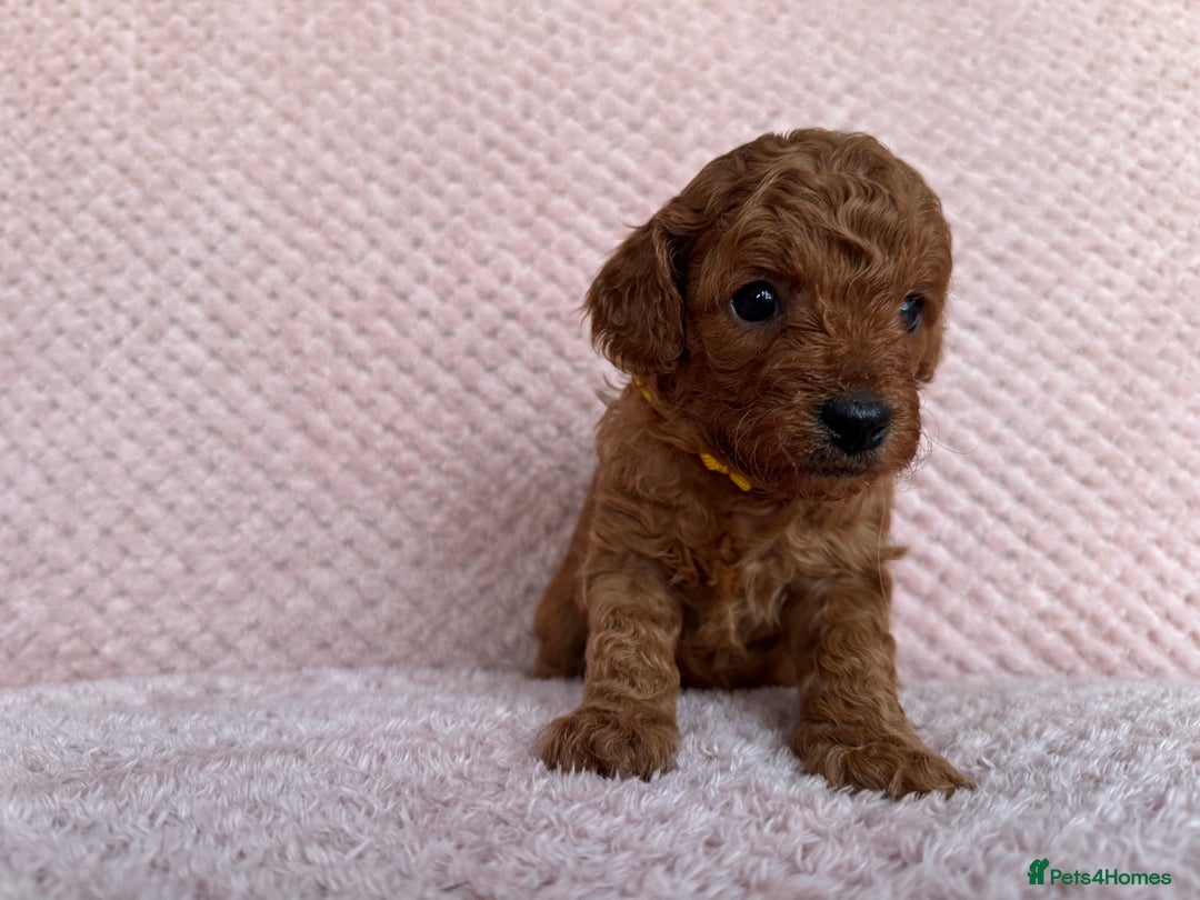 Cavapoo dogs for sale: Health tested F1b Cavapoo puppies - Advert 12