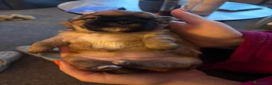 Shih Tzu 3