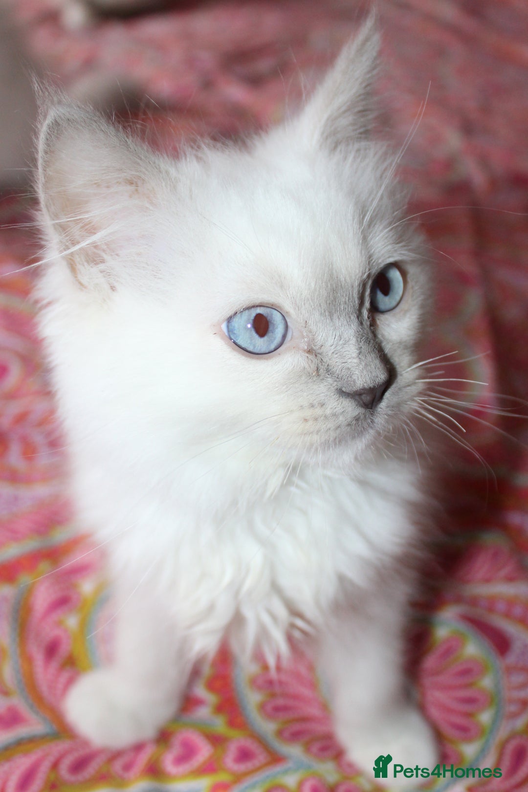 Ragdoll cats for sale: Ready to go  - Advert 11