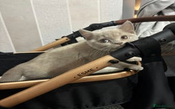British Shorthair cats for sale: Stunning chunky British shorthair kittens GCCF Reg - Image 30