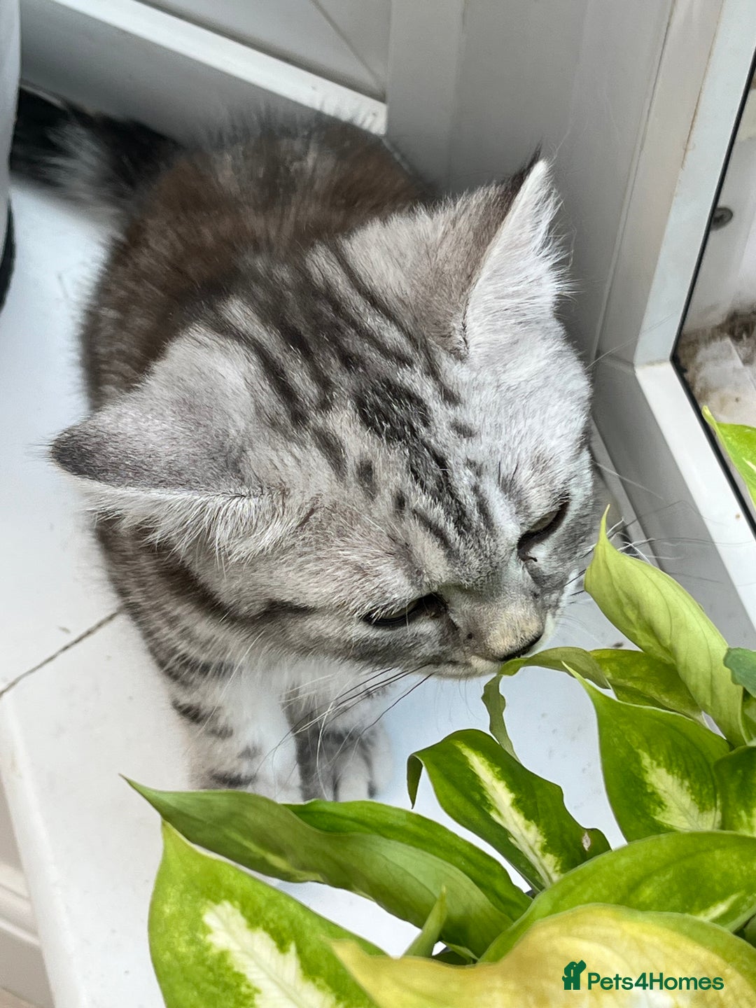 British Shorthair cats for sale: British Shorthair Classic Silver Tabby - Image 7