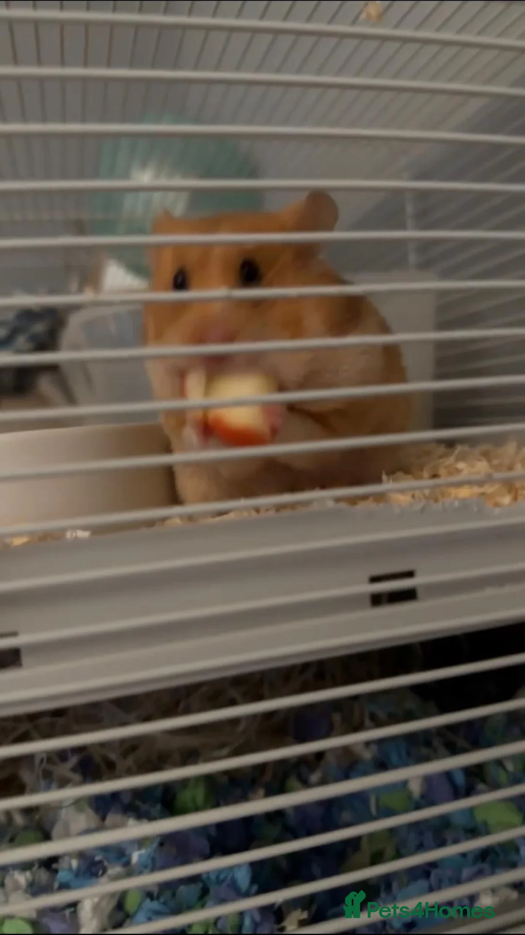 Hamster rodents for sale: Male hamster “Mike”  in Bath - Advert 10