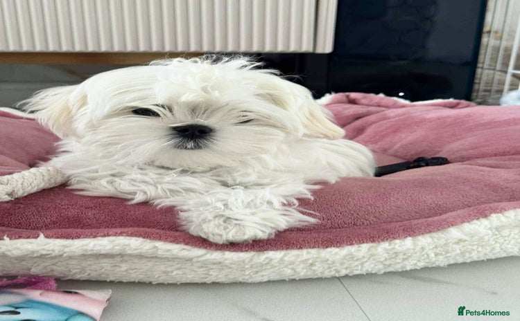 Maltese dogs in Leven - Advert 3